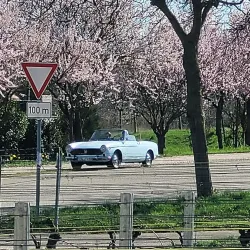 Mandelblüte
