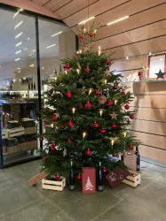 Tannenbaum im Weingut (© Wein- und Sekthaus Volker und Bernd Schreieck)