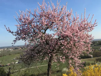 Mandelbaum (© Petra Schreieck)