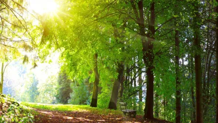Wald