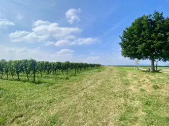 Weinberge bei Essingen