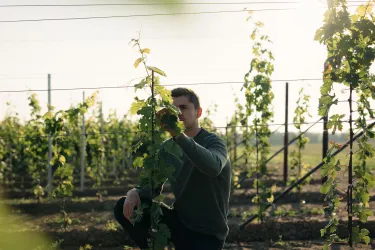 Arbeit im Weinberg Sebastian Volz