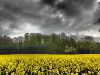 Rapsfeld (© Burghof Stauf)