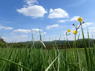 Wiese (© Burghof Stauf)