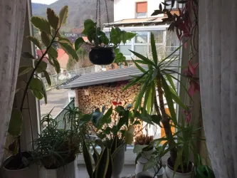 Blumenfenster im Wohnzimmer