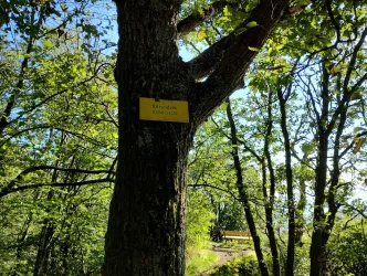 Hirtenfels (© Donnersberg-Touristik-Verband e.V.)