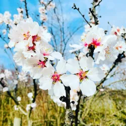 Mandelblüte