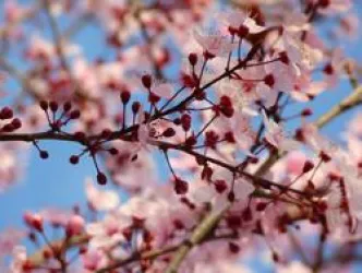 almond-blossom-5290_960_720