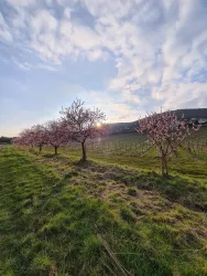 Gimmeldingen zur Mandelblüte