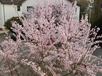 Mandelbaum vor dem Haus