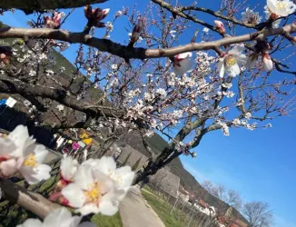 Mandelblüte