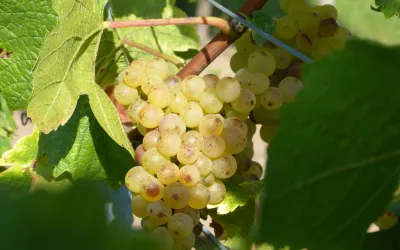 Traube im dem Hausweinberg
