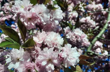 Kirschblüte im März