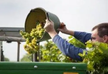 Bei der Arbeit ©Weingut Ferckel