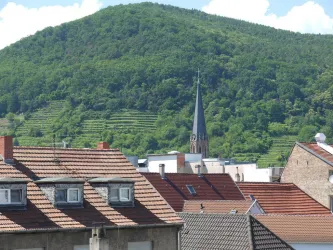 Blick zum Weinberg