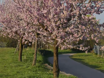Mandelblüte