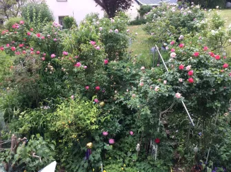 Rosengarten