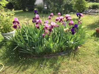 violette Schwetlilien