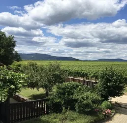 Blick über die Weinberge