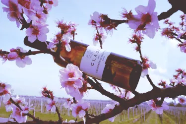 Beispiel Wein ©Weingut Clade