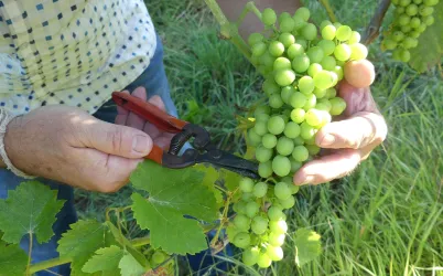 Weingut Stortz-Nicolaus_3