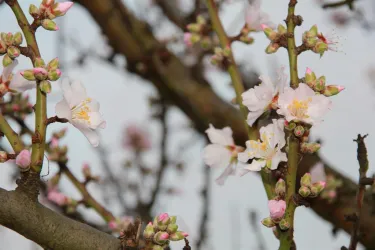 Mandelblüte im Winter