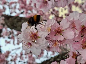 Mandelblüte