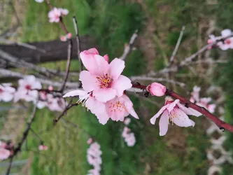 Mandelzweig