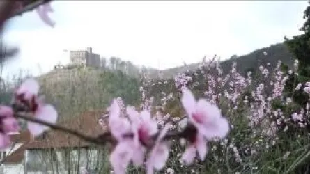 Blick auf das Hambacher Schloss (© Weingut Naegele)