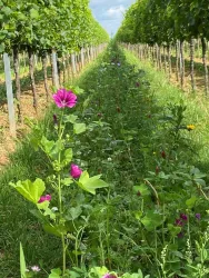 Weingut und Destillerie Stöckel-Hoos 2 (© Stöckel-Hoos)