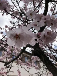 Mandelblüte vor dem Haus (© Zais)