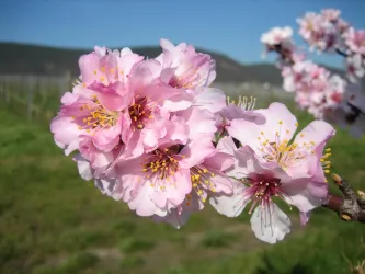 Mandelblüte (© Zais)