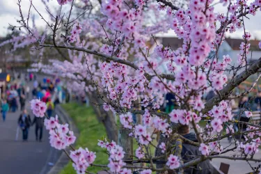 Gimmeldinger Mandelblüte (© Pfalz.Touristik e.V, Heimatlichter GmbH)