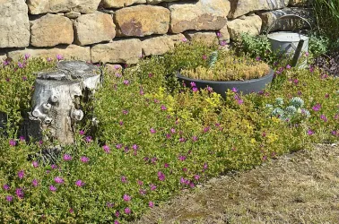 Garten I
