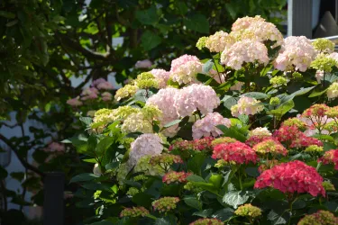in unserem Garten