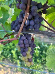 WhatsApp Bild 2025-09-12 um 11.19.11_63a43f61