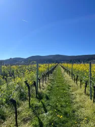 WhatsApp Bild 2025-09-12 um 11.30.08_6169ab00