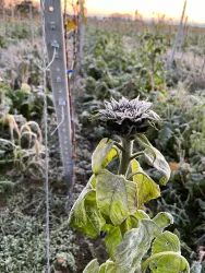 Sonnenblume im Winter