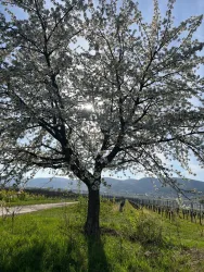 WhatsApp Bild 2025-09-12 um 11.30.25_066a8d3d