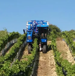 bei der Arbeit © Weingut Momm