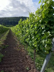 Weinlagen Erlebnis-Tour über die Haardt_2