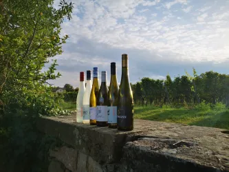Weinlagen Erlebnis-Tour über die Haardt_5