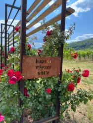 Weinlagen Erlebnis-Tour über die Haardt_17