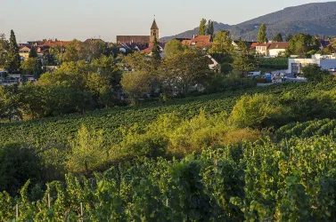 Blick auf Gimmeldingen und Hambacher Schloss