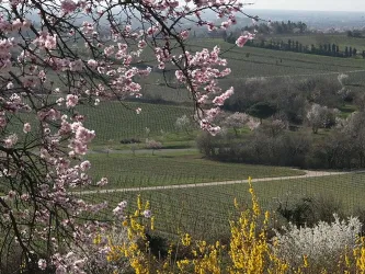Blick in die Weinberge
