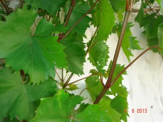 Rebenblüten 2 002