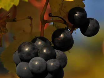 Unser Wein