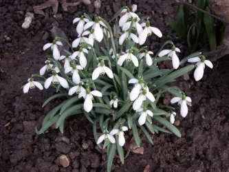 Frühling
