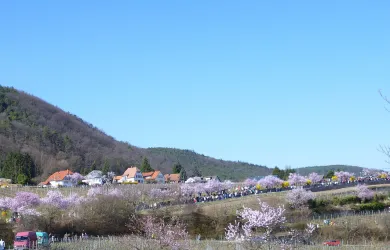 Mandelblüte