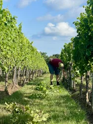 Weinberg-Pfalz-Wein-Online-Duttweiler-Weinmanufa